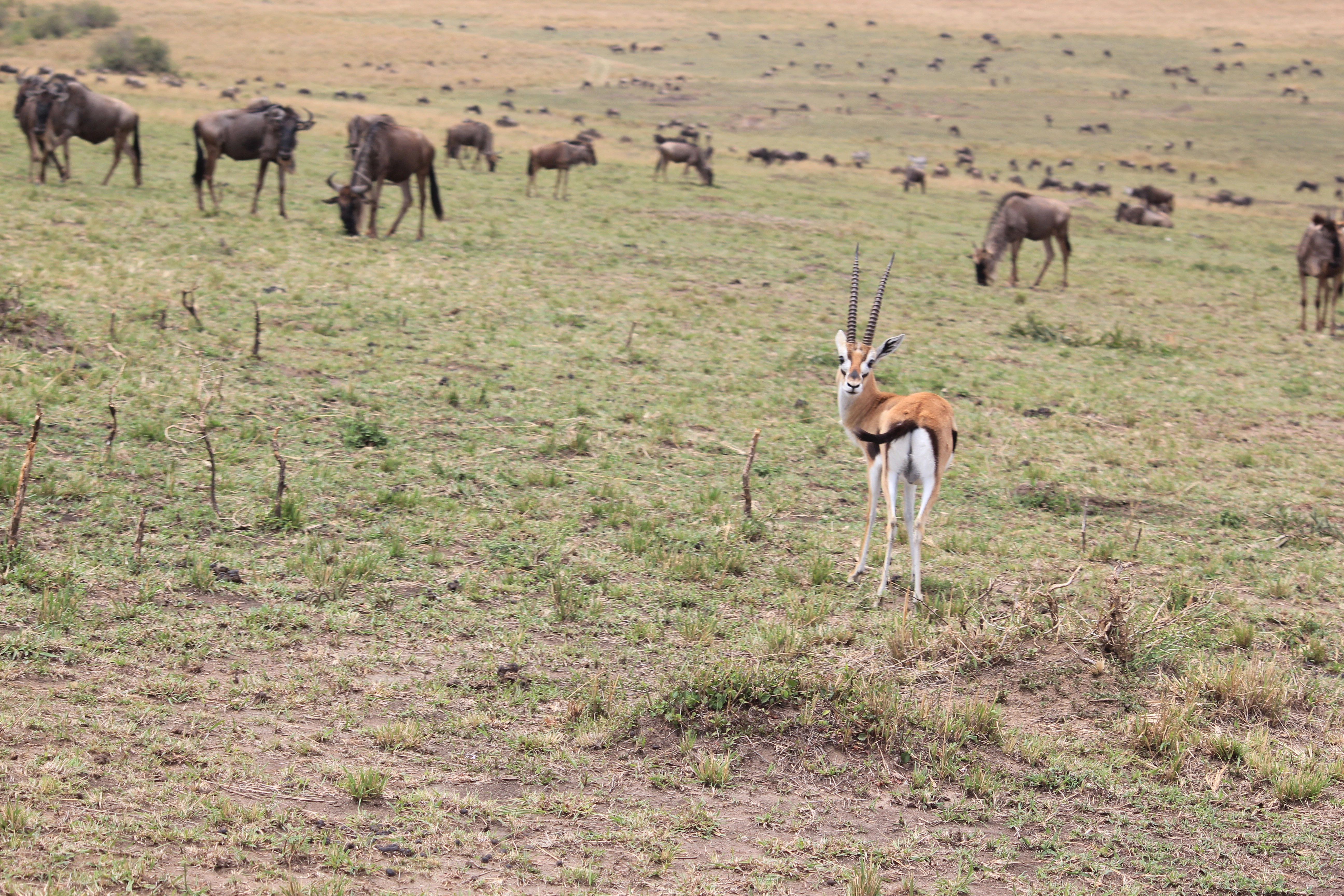Safari Mpaka (6 Days)