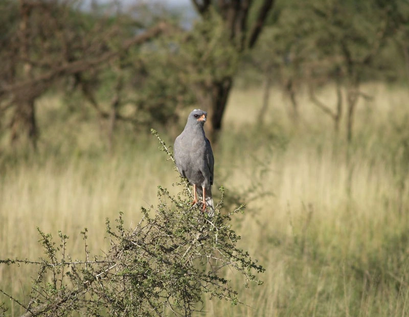 3 Days Samburu Safari