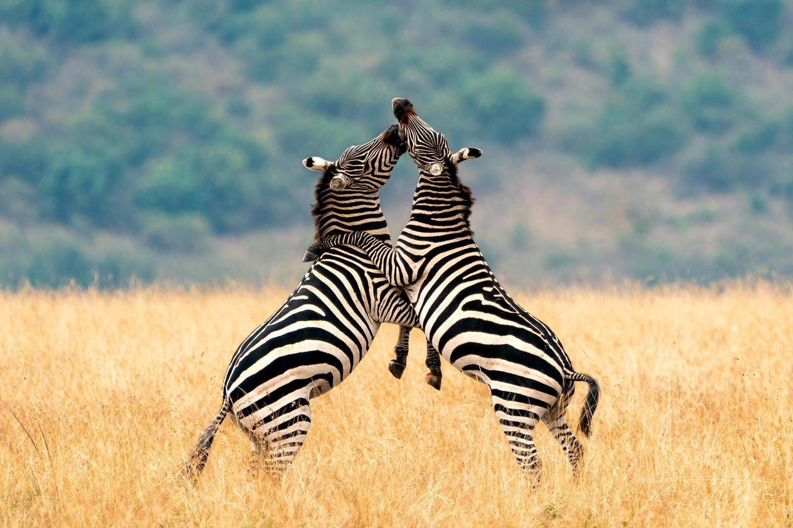 3 Days Samburu Safari