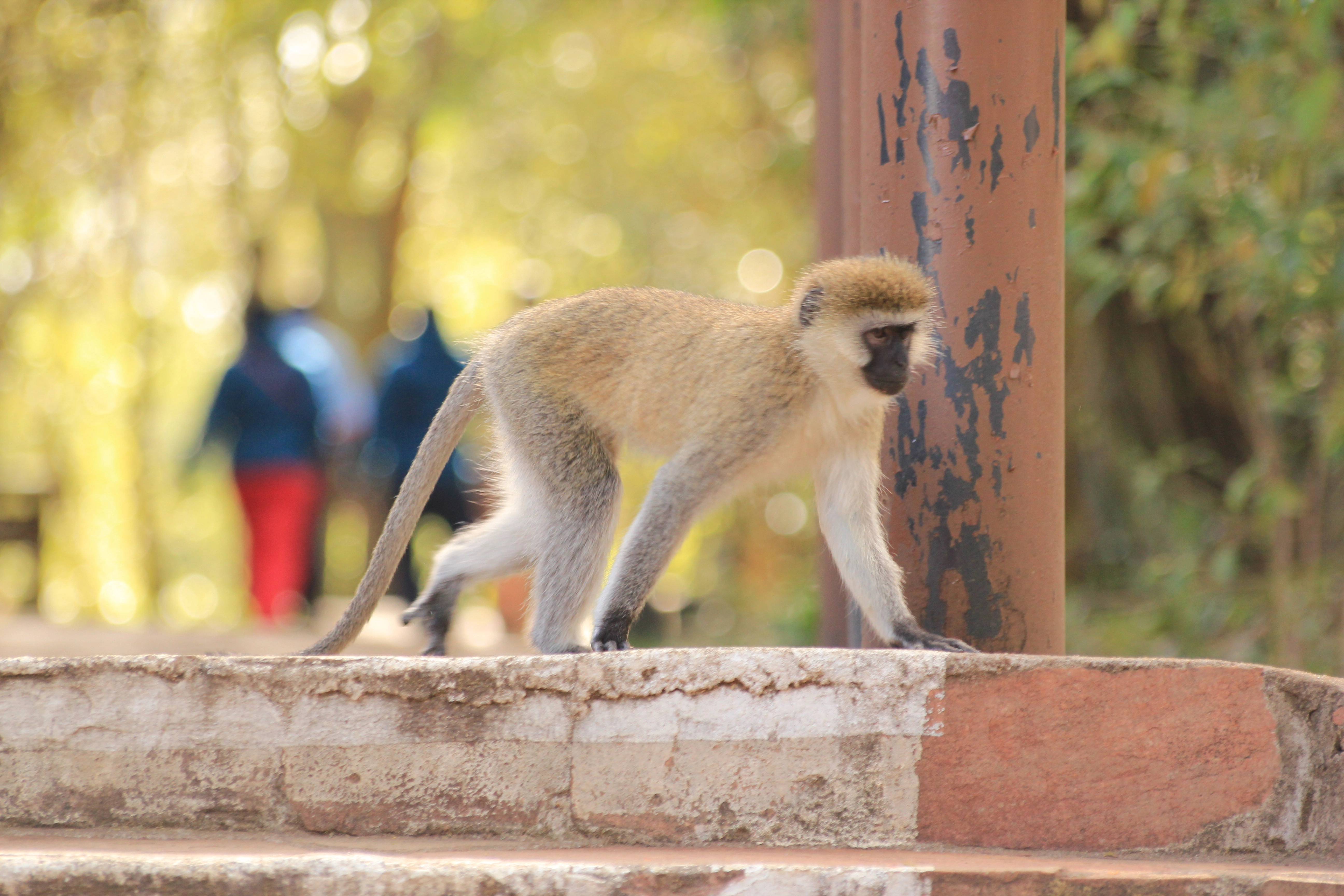 Amboseli Extension (1 Night)