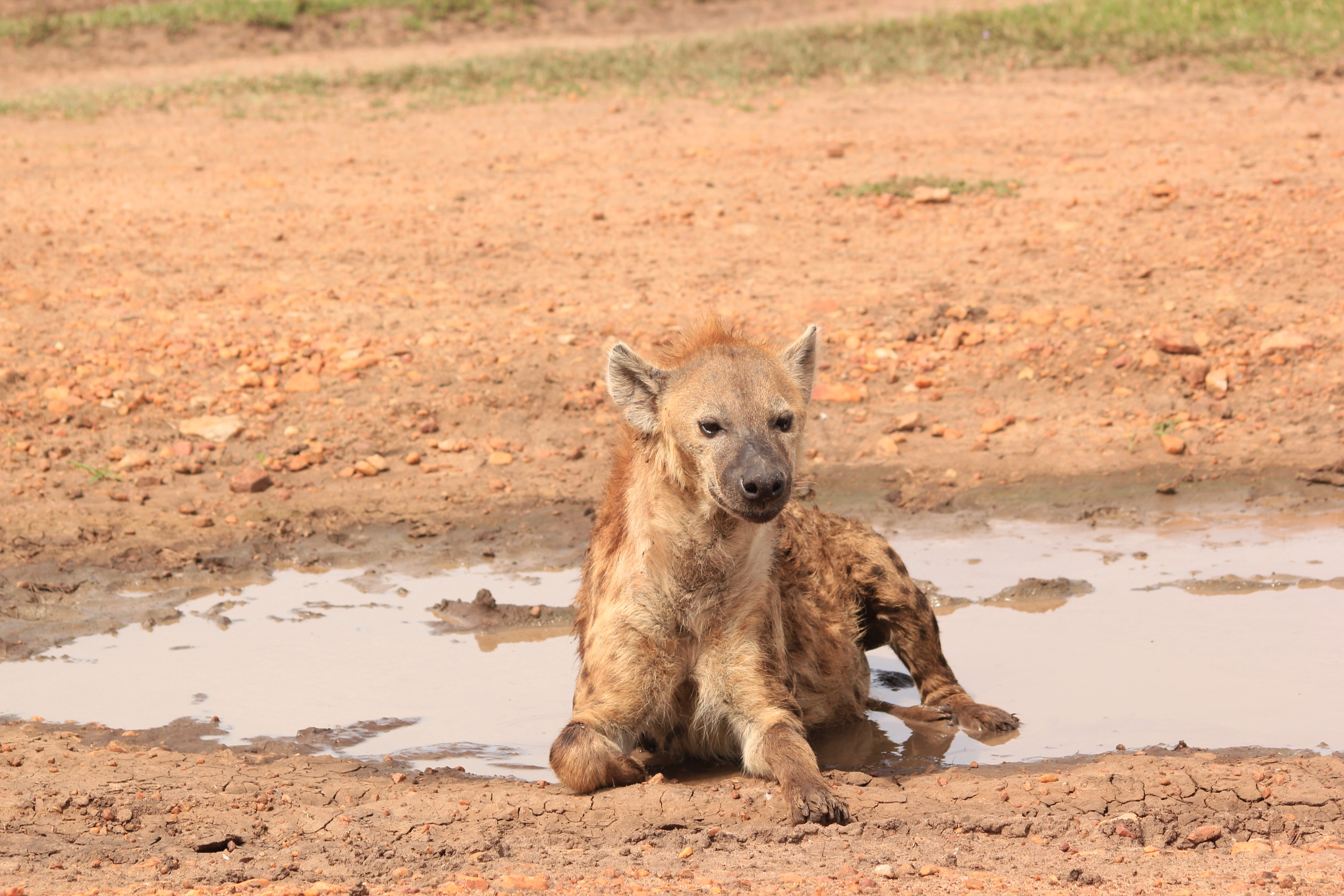 Amboseli Extension (1 Night)