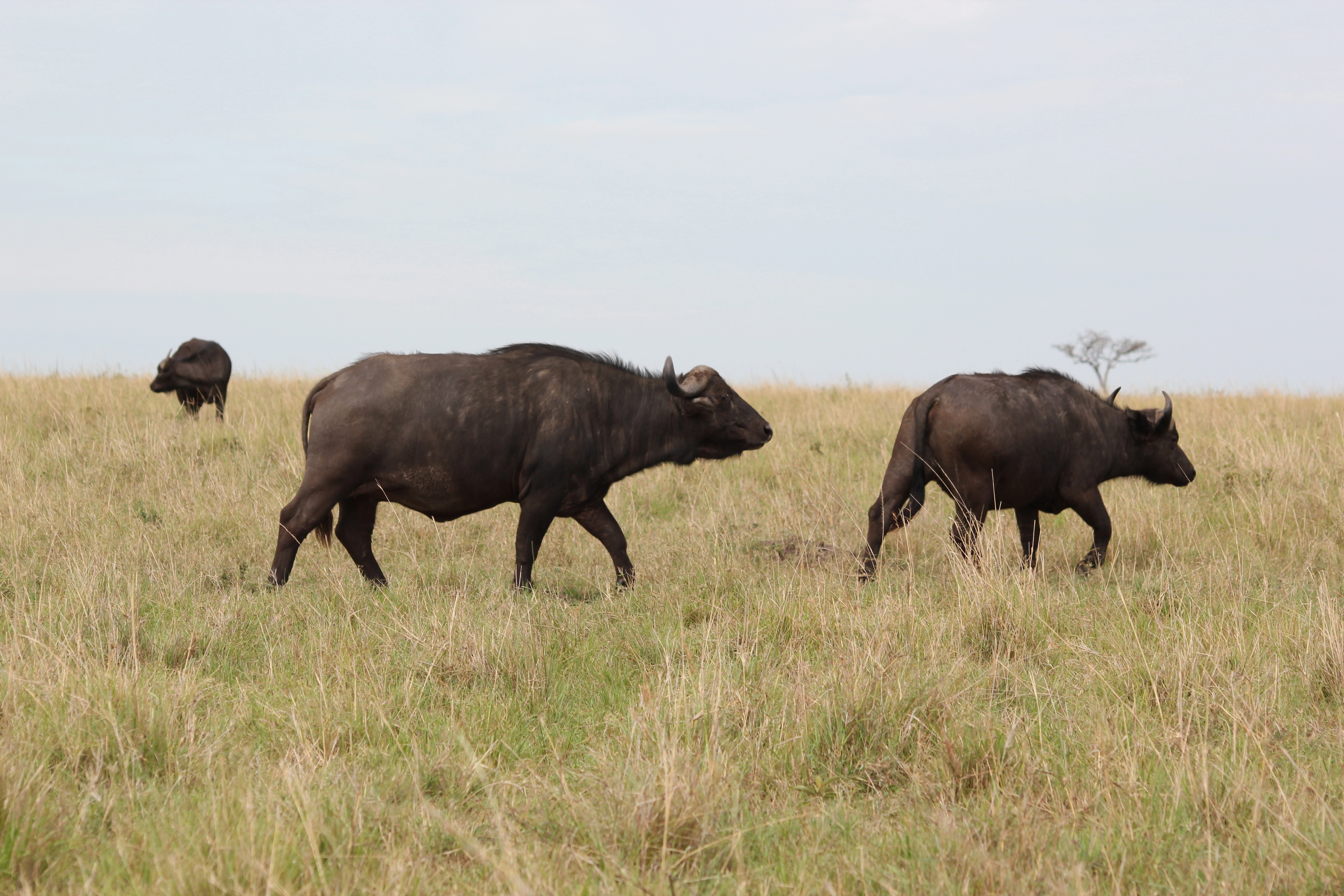 Amboseli Extension (1 Night)