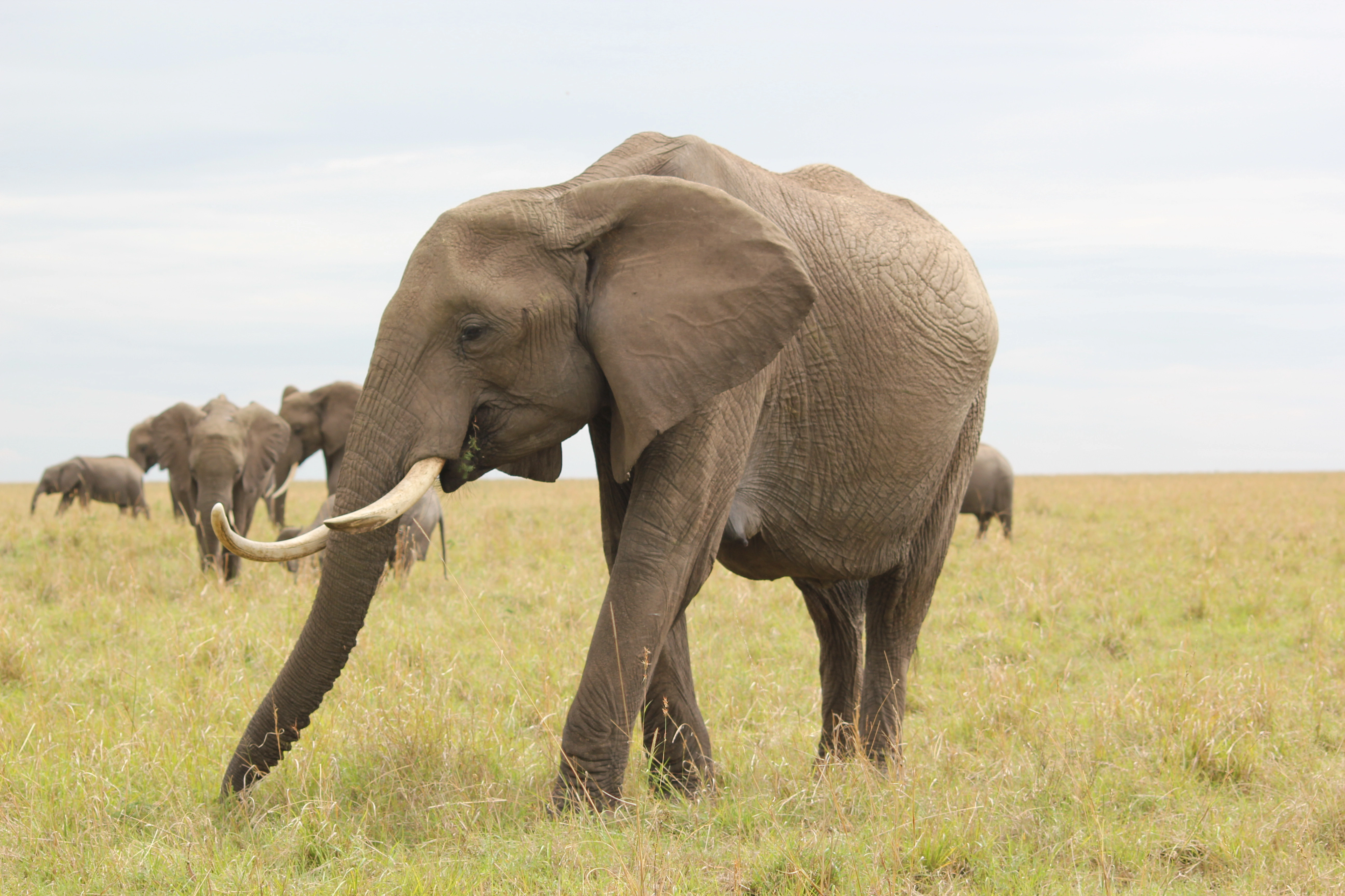 Mwaluganje Elephant Sanctuary