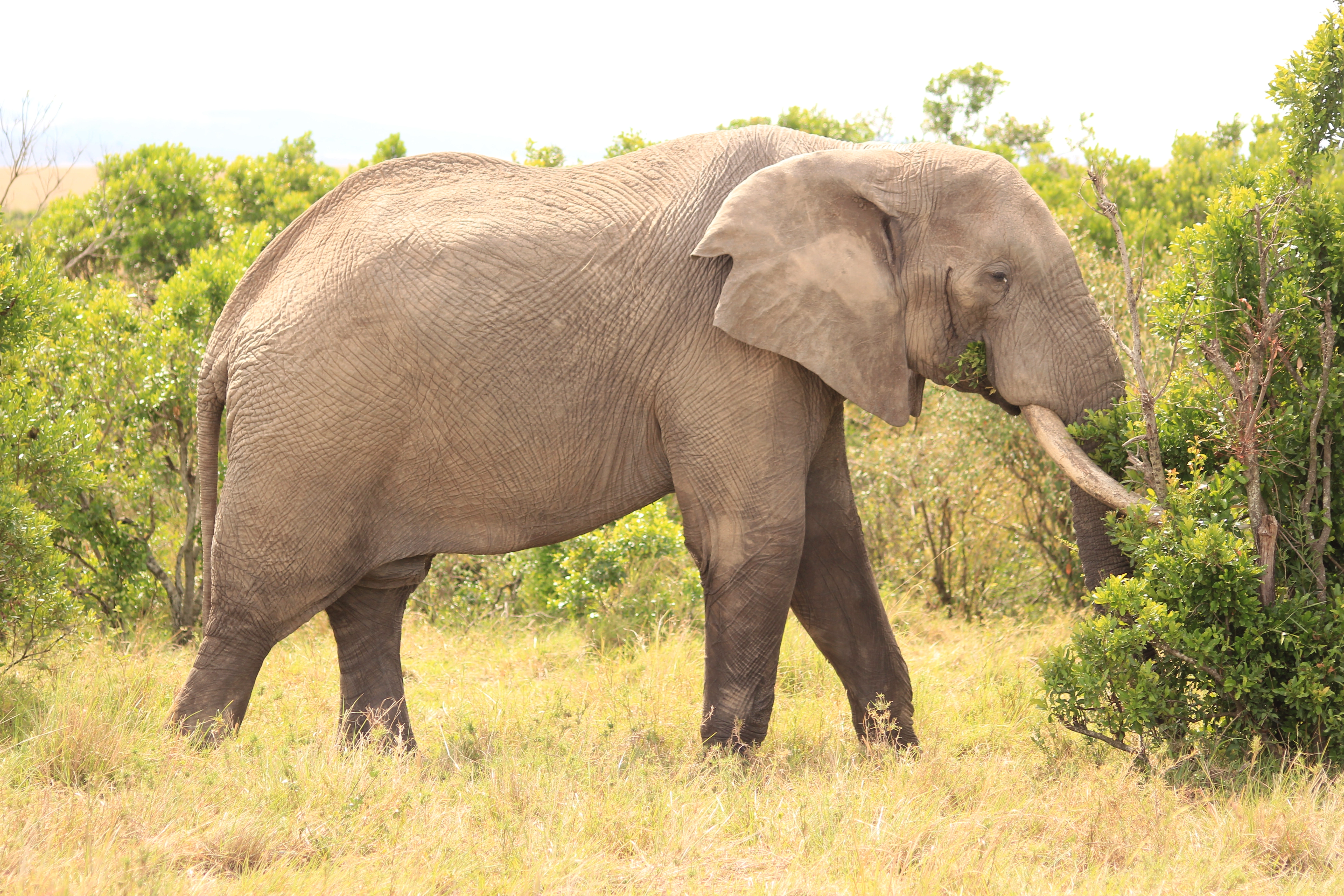 Mwaluganje Elephant Sanctuary