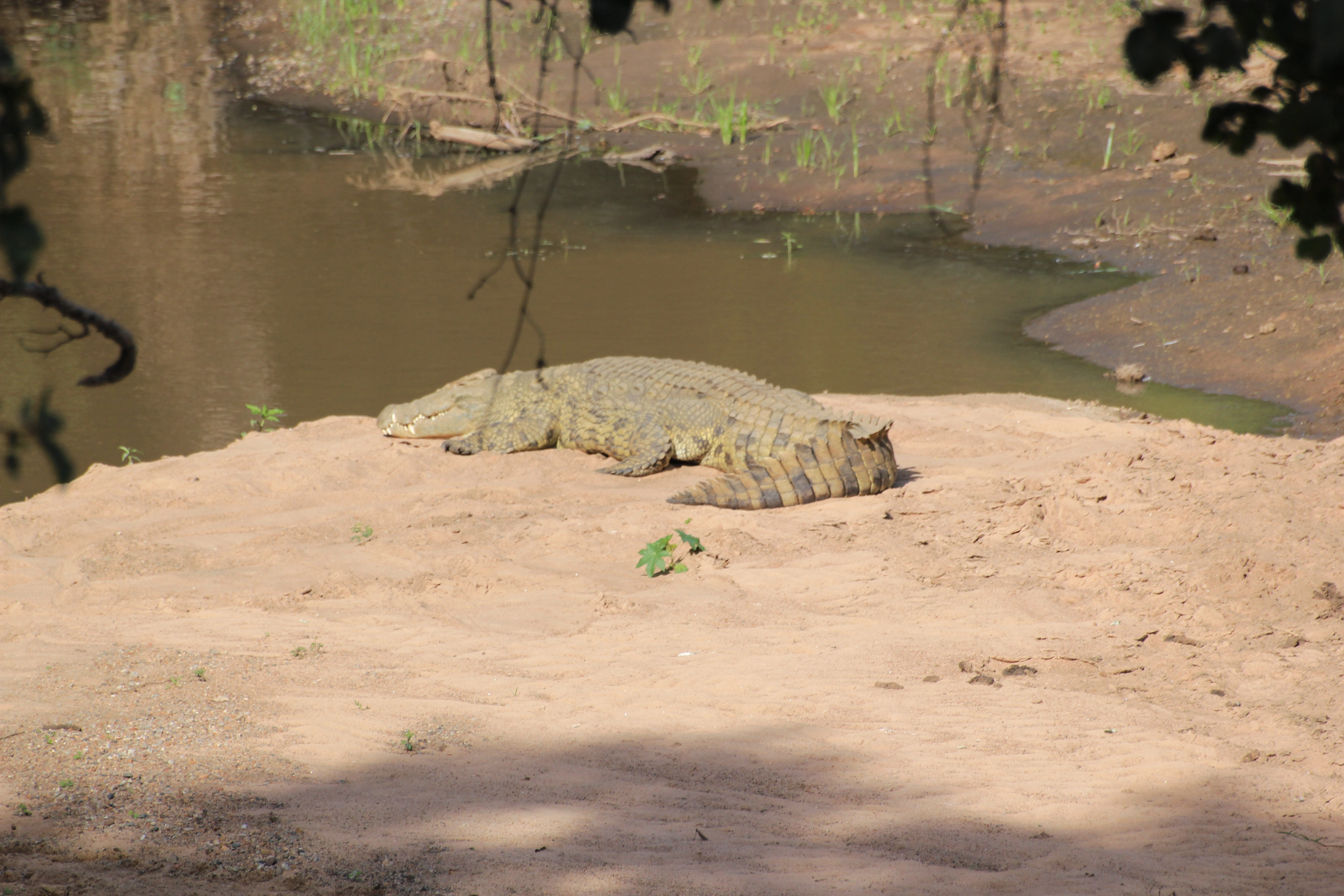 The Mamba Village Crocodile
