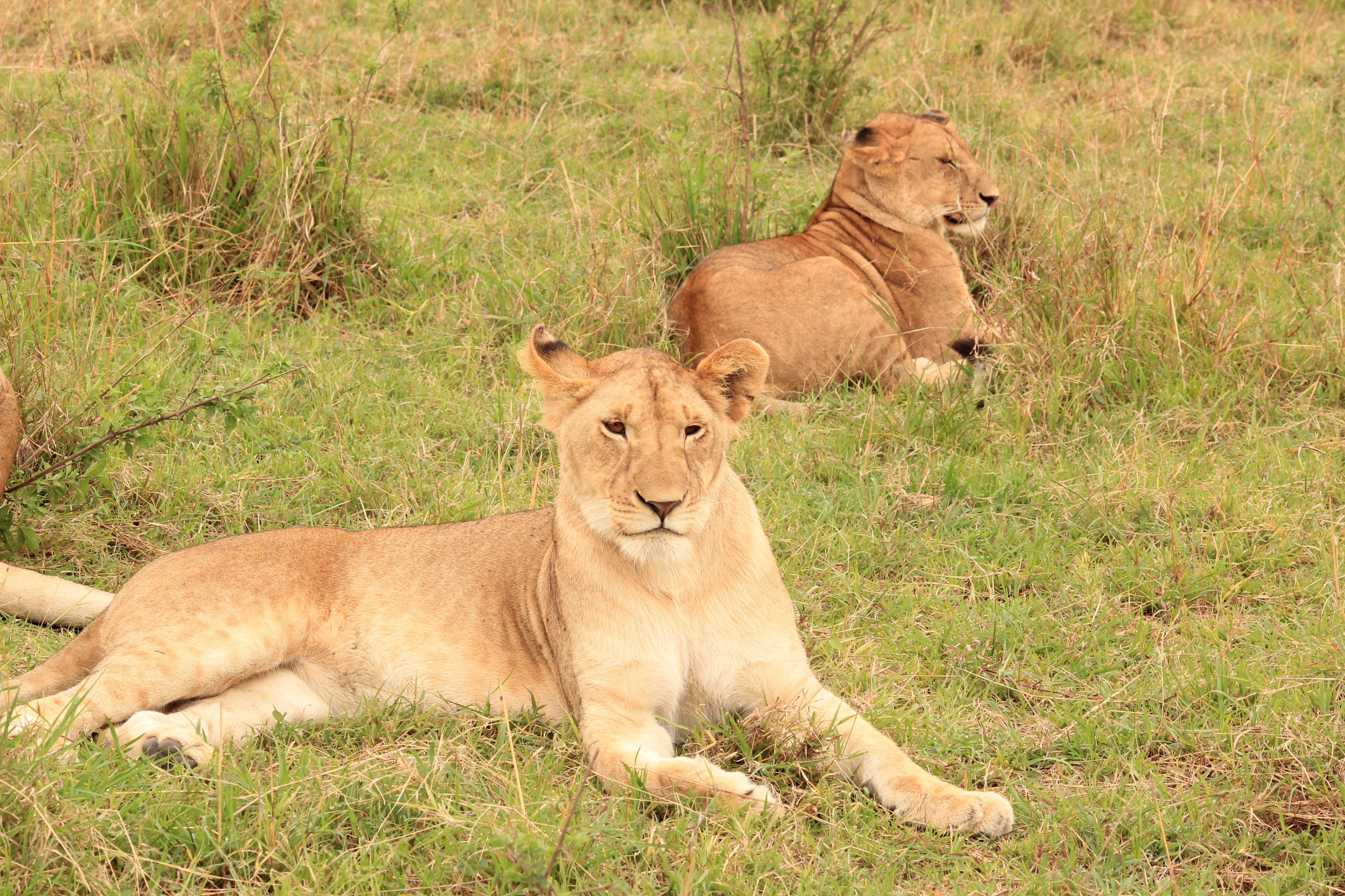 Nairobi City Tour Excursion