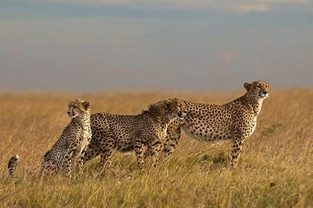 12 Days Kenya Photography Safari