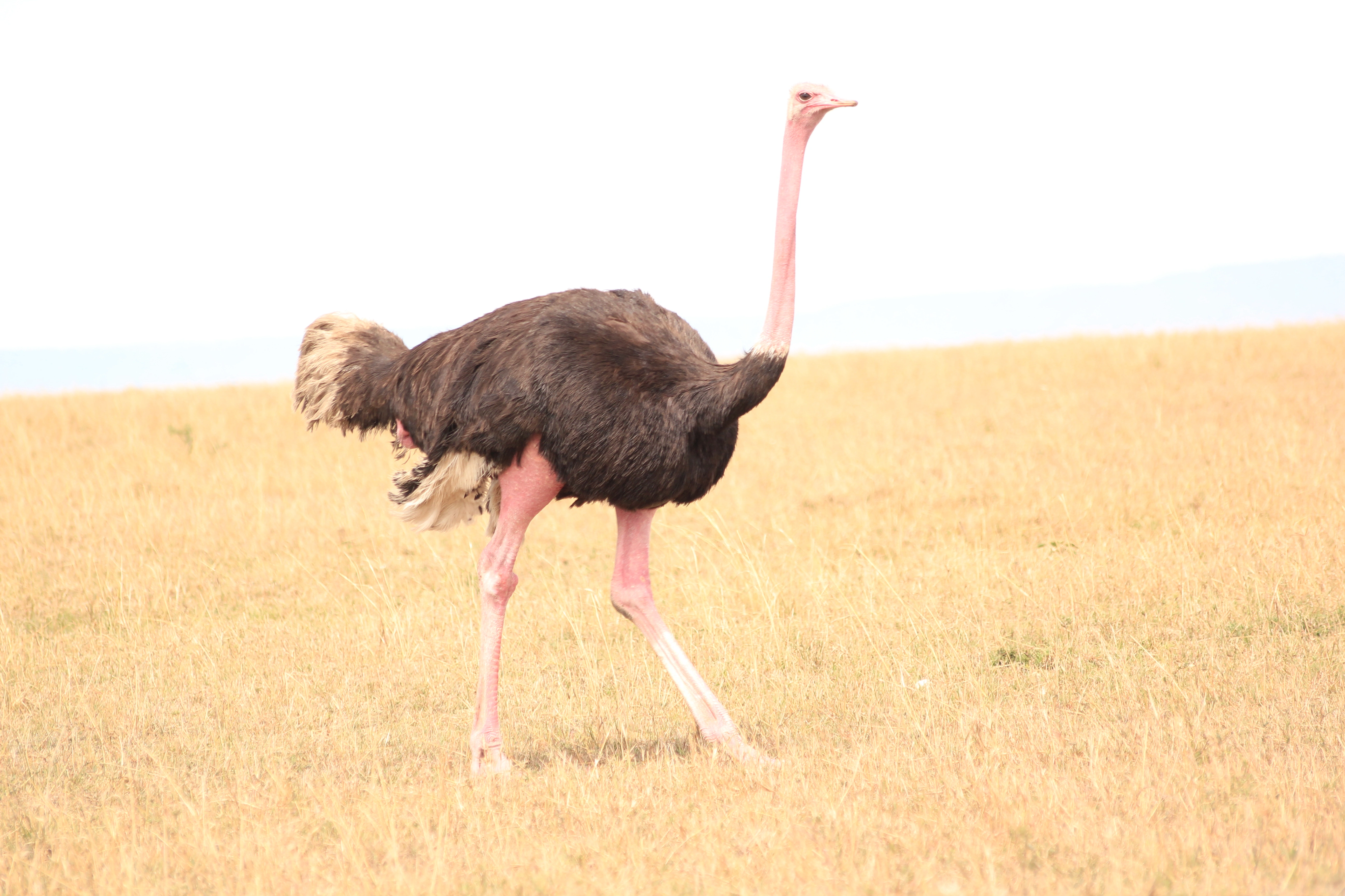 12 Days Kenya Photography Safari