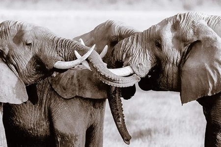 12 Days Kenya Photography Safari