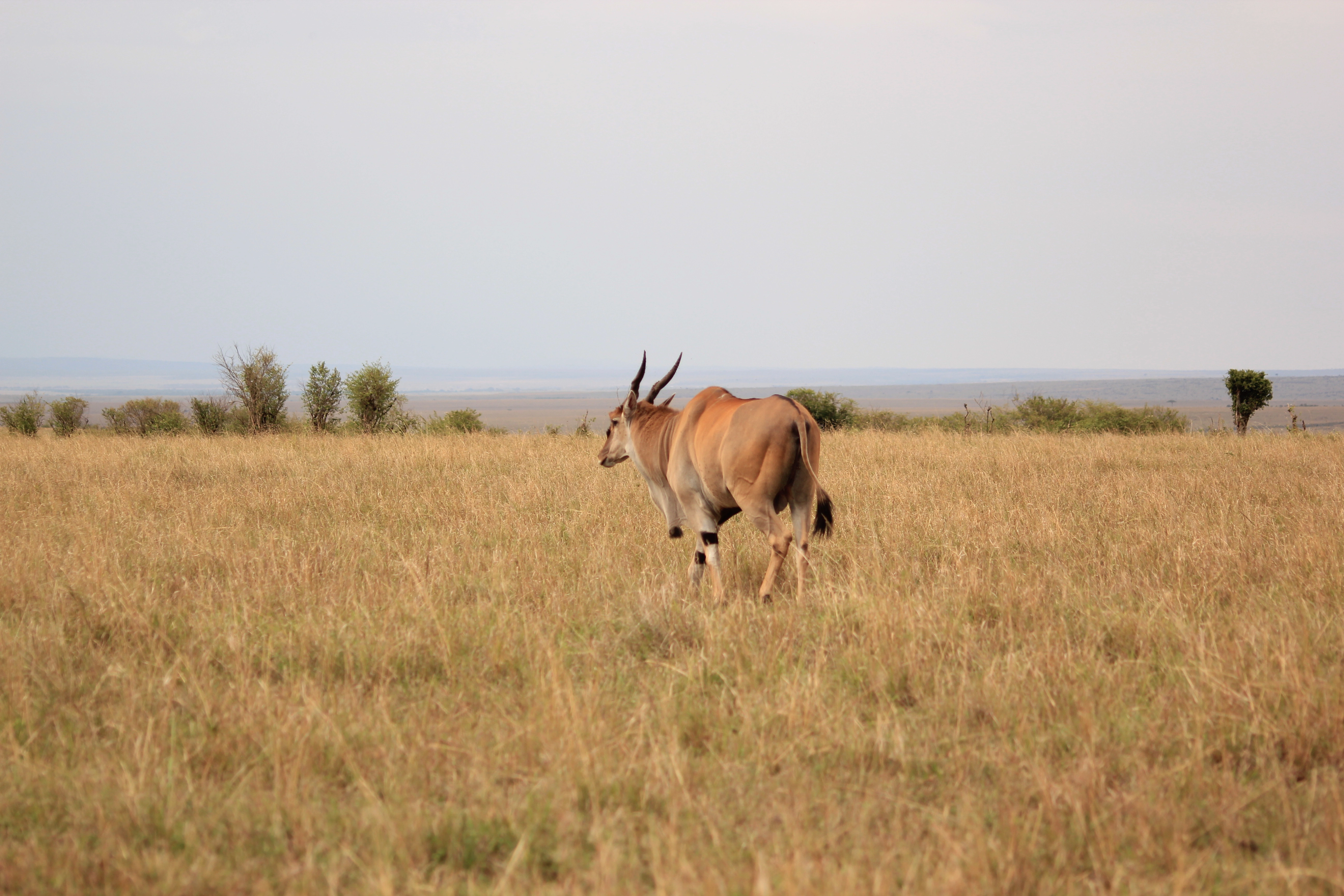 6 Days Kicheche Mara Wilderness Safari