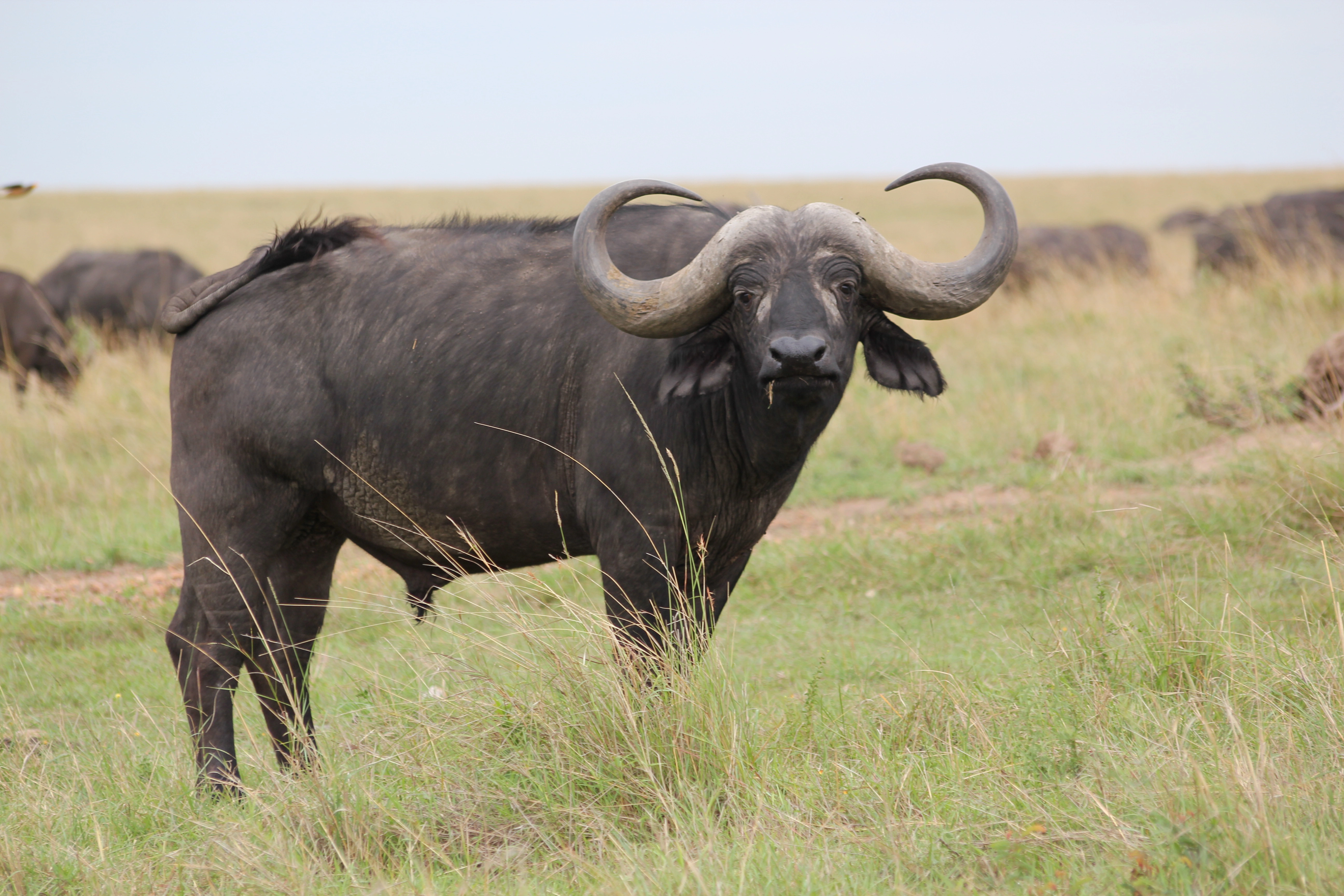 6 Days Kicheche Mara Wilderness Safari