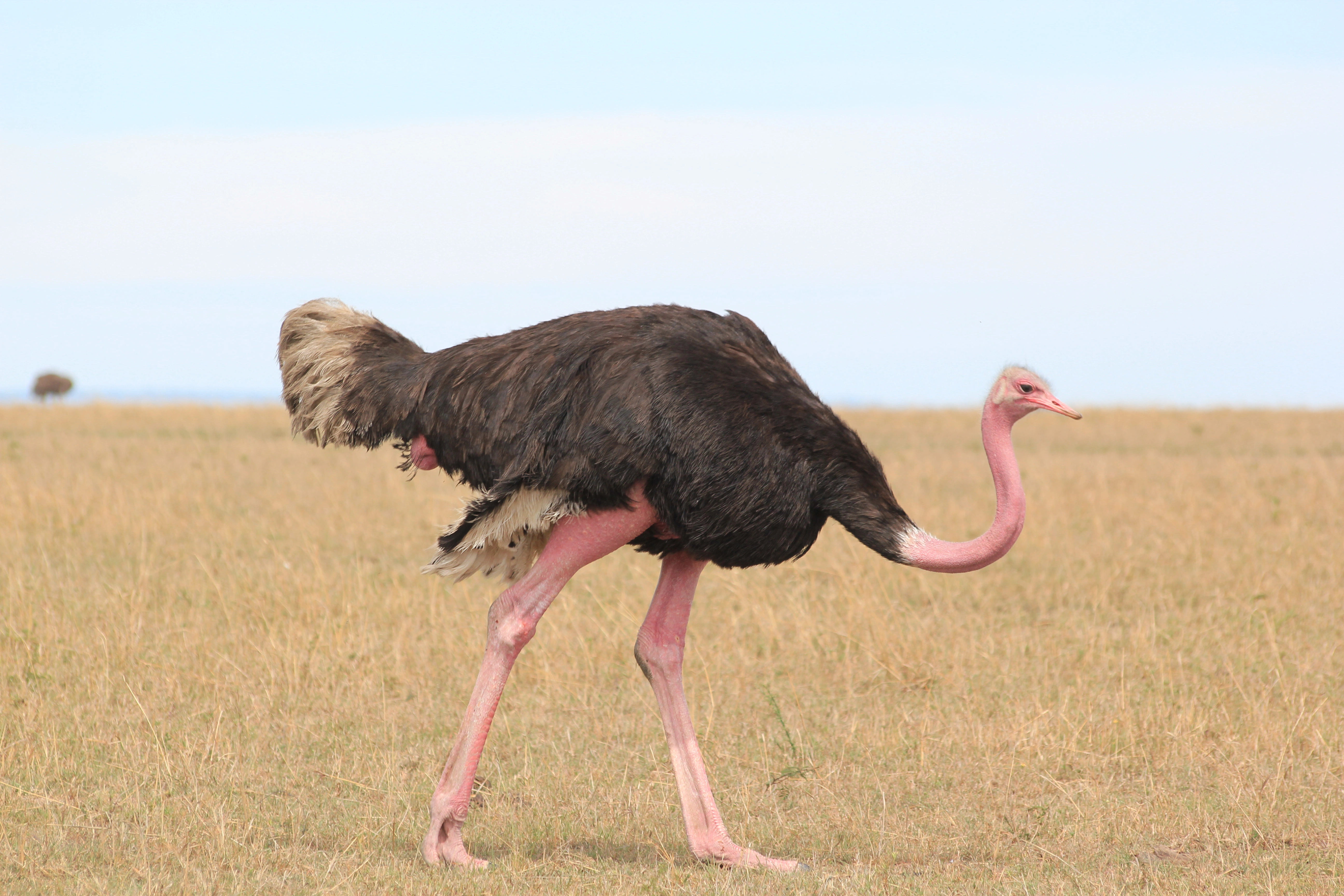 6 Days Kicheche Mara Wilderness Safari