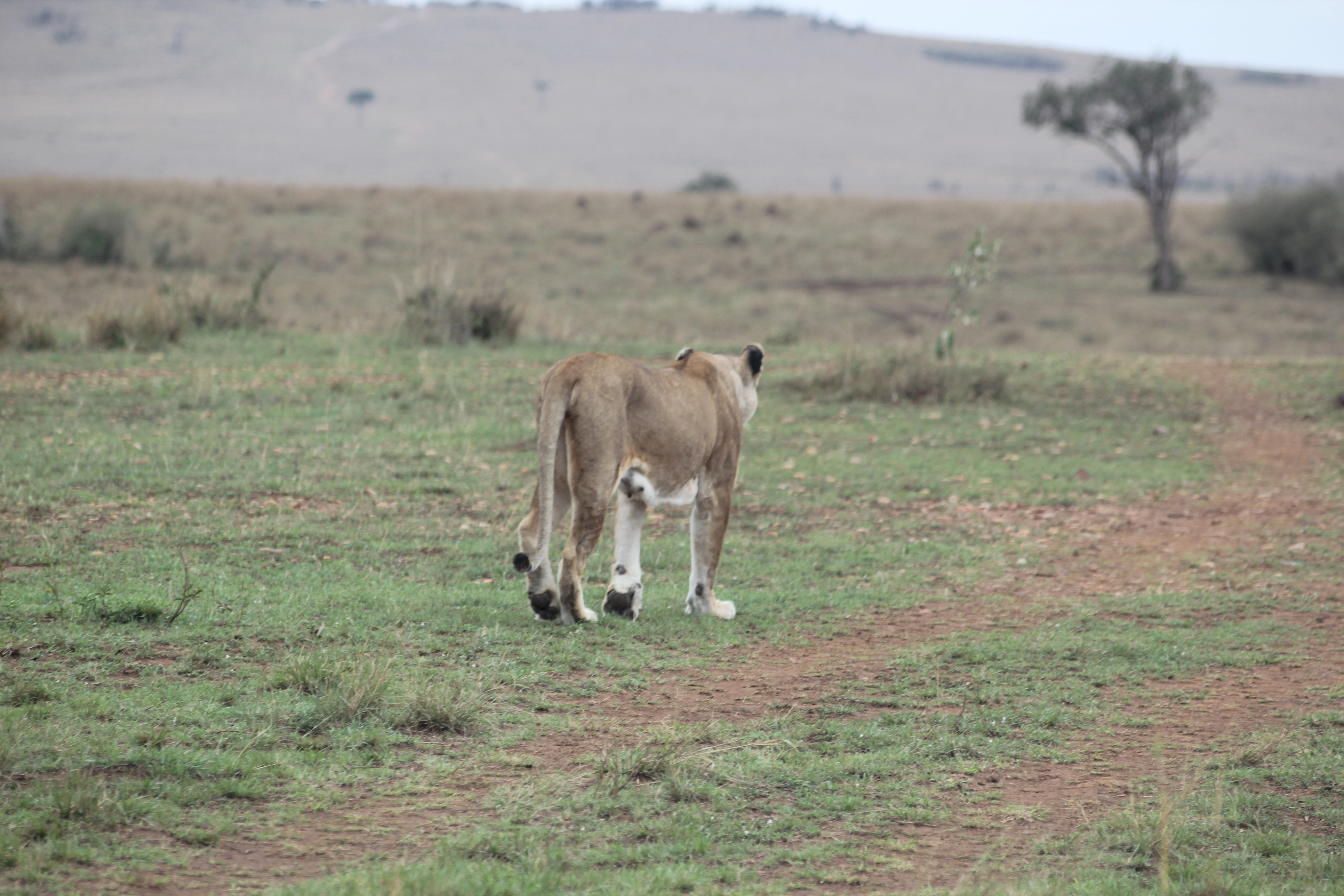 6 Days Kicheche Mara Wilderness Safari