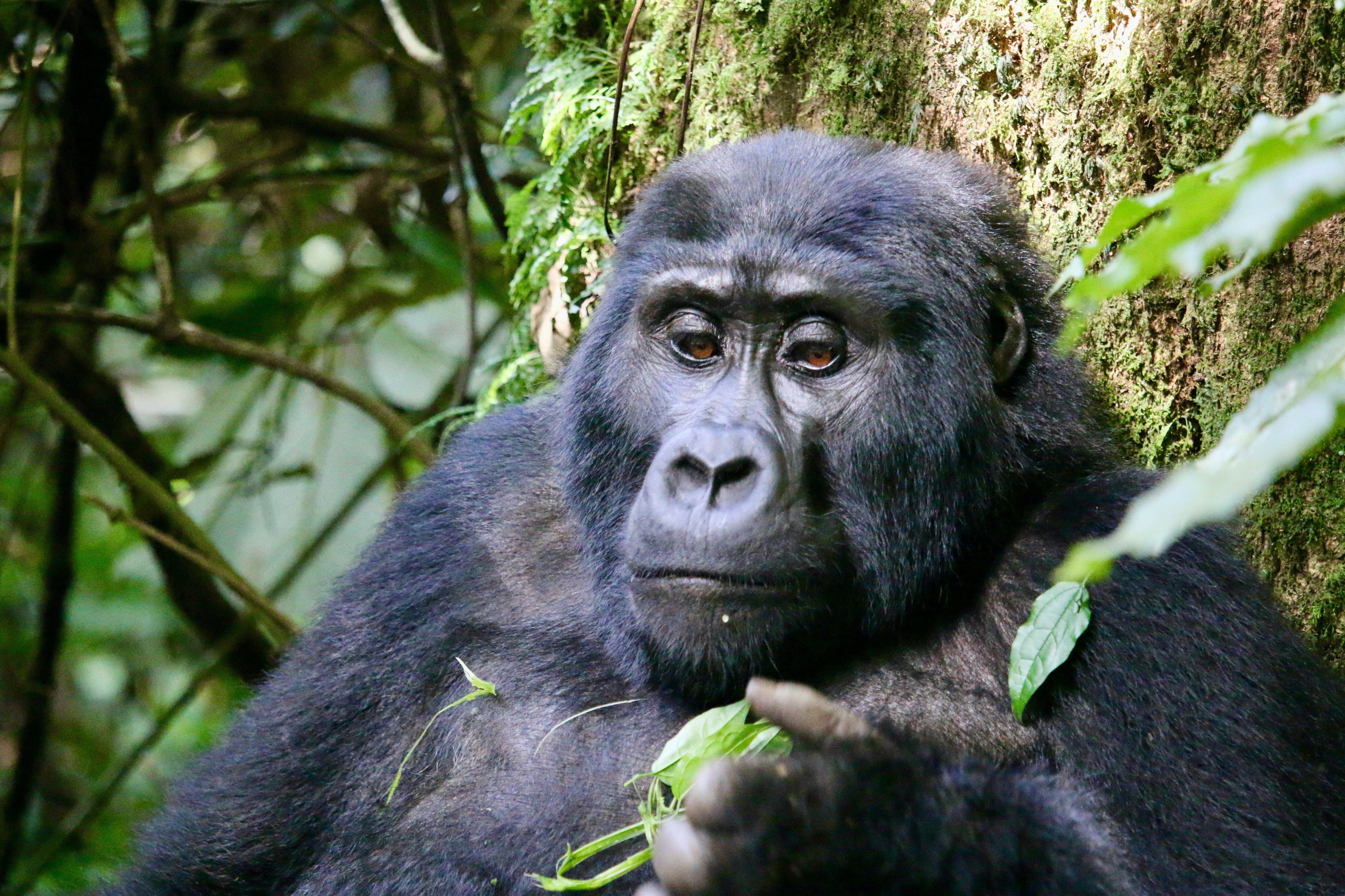 Murchison Falls - Kibale Forest - QE - Gorillas & Lake Mburo (11 days)