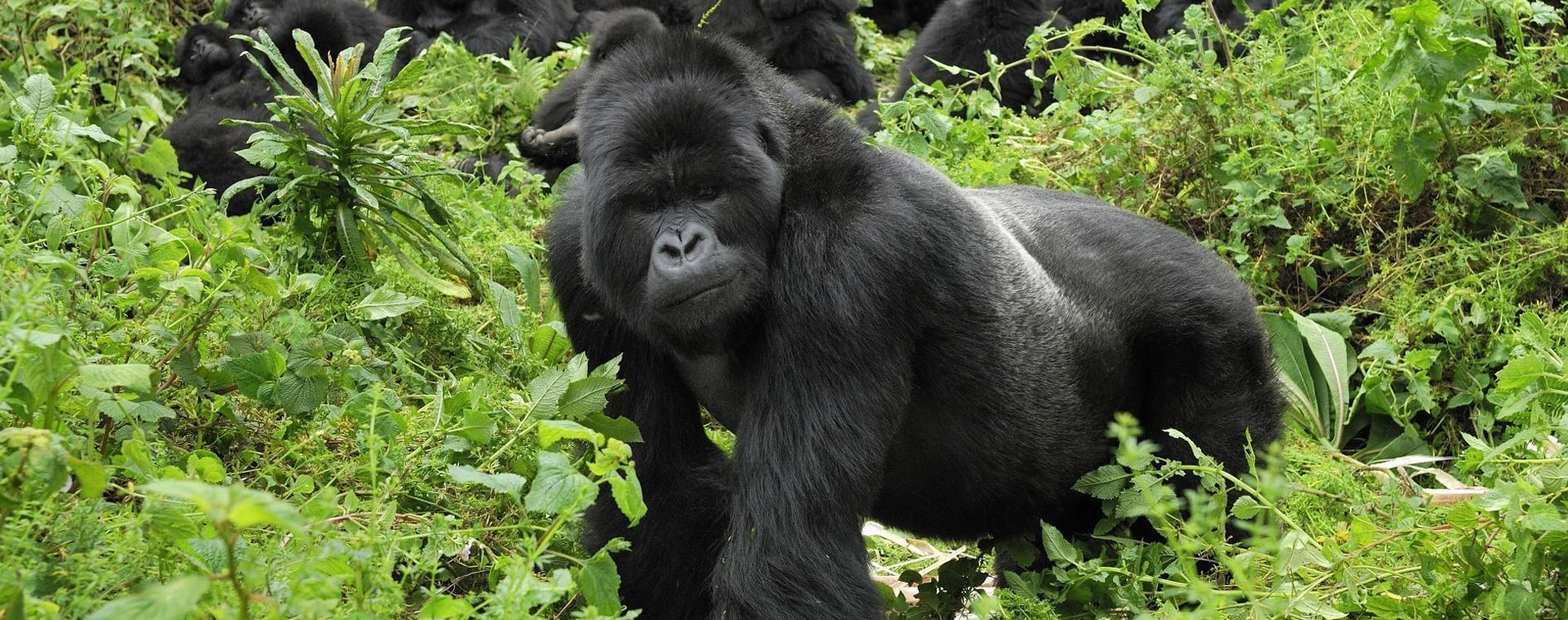 Murchison Falls - Kibale Forest - QE - Gorillas & Lake Mburo (11 days)