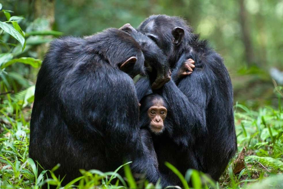 Murchison Falls - Kibale Forest - QE - Gorillas & Lake Mburo (11 days)