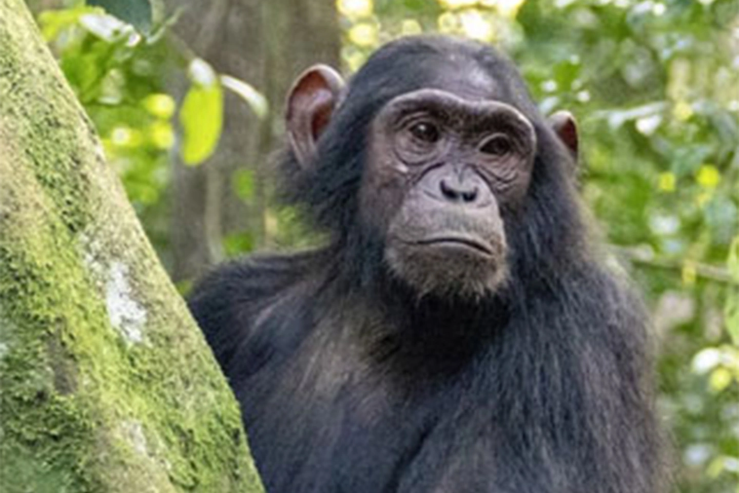 Murchison Falls - Kibale Forest - QE - Gorillas & Lake Mburo (11 days)