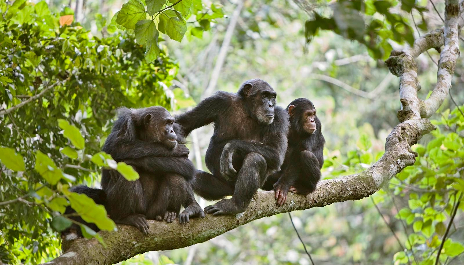 Murchison Falls - Kibale Forest - QE - Gorillas & Lake Mburo (9 days)