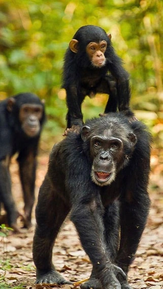 Murchison Falls - Kibale Forest - QE - Gorillas & Lake Mburo (9 days)