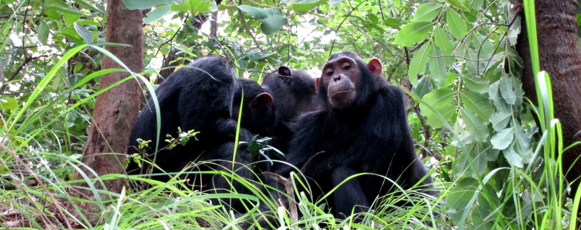 Murchison Falls - Kibale Forest - QE - Gorillas & Lake Mburo (9 days)