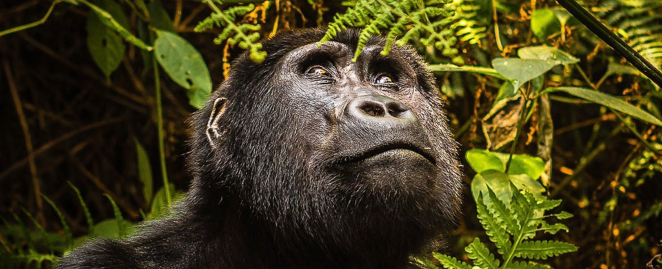 Kibale Forest - Queen Elizabeth & Lake Mburo Parks (5 Days)