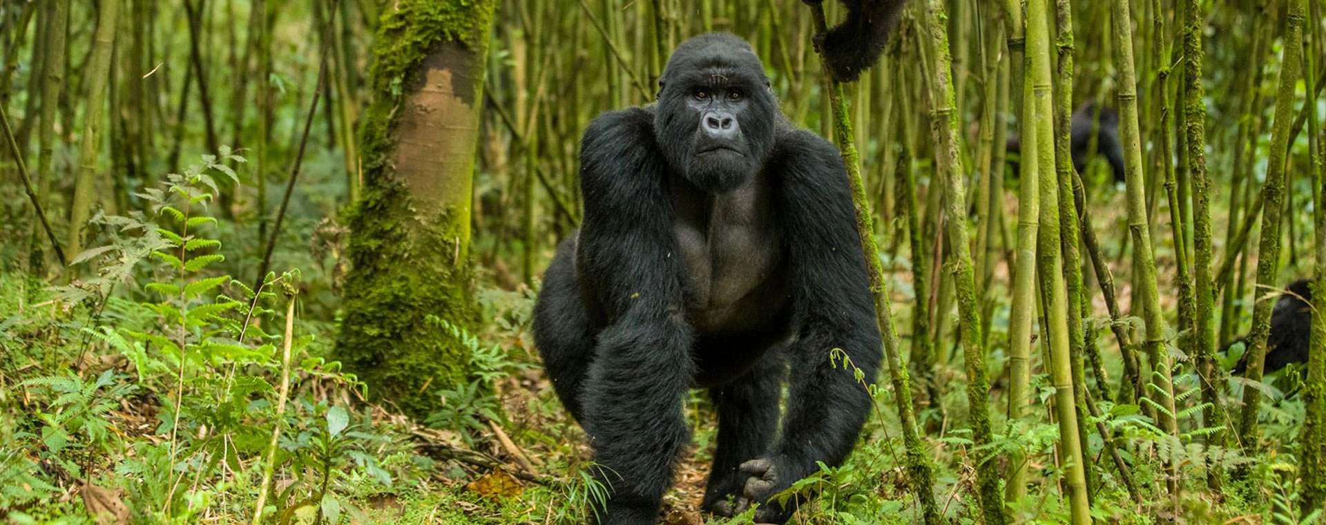 5 Days Gorilla Tracking & Queen Elizabeth