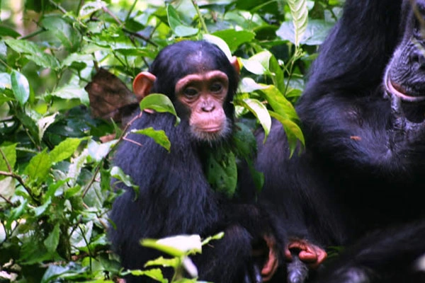 5 Days Gorilla Tracking & Queen Elizabeth