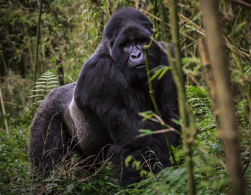 Murchison Falls National Park (3 Days)