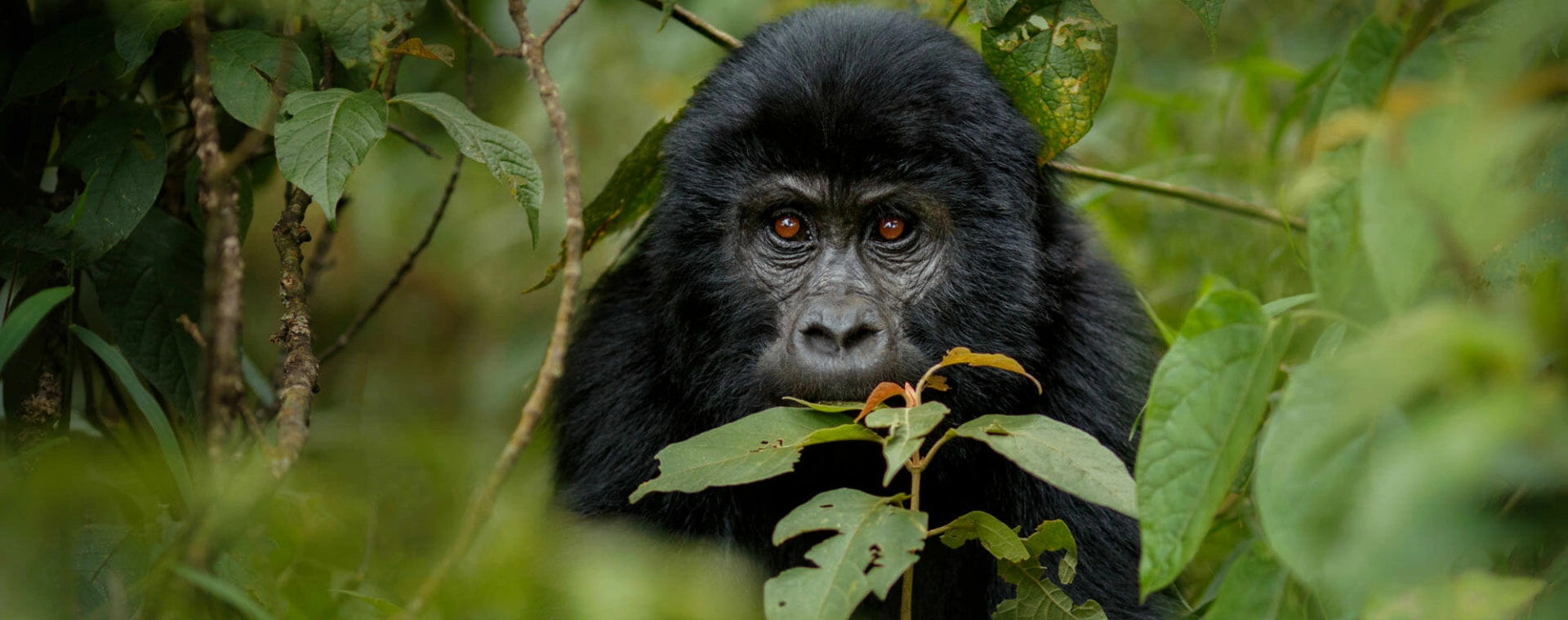 Gorilla Tracking: Bwindi Forest (3 Days)