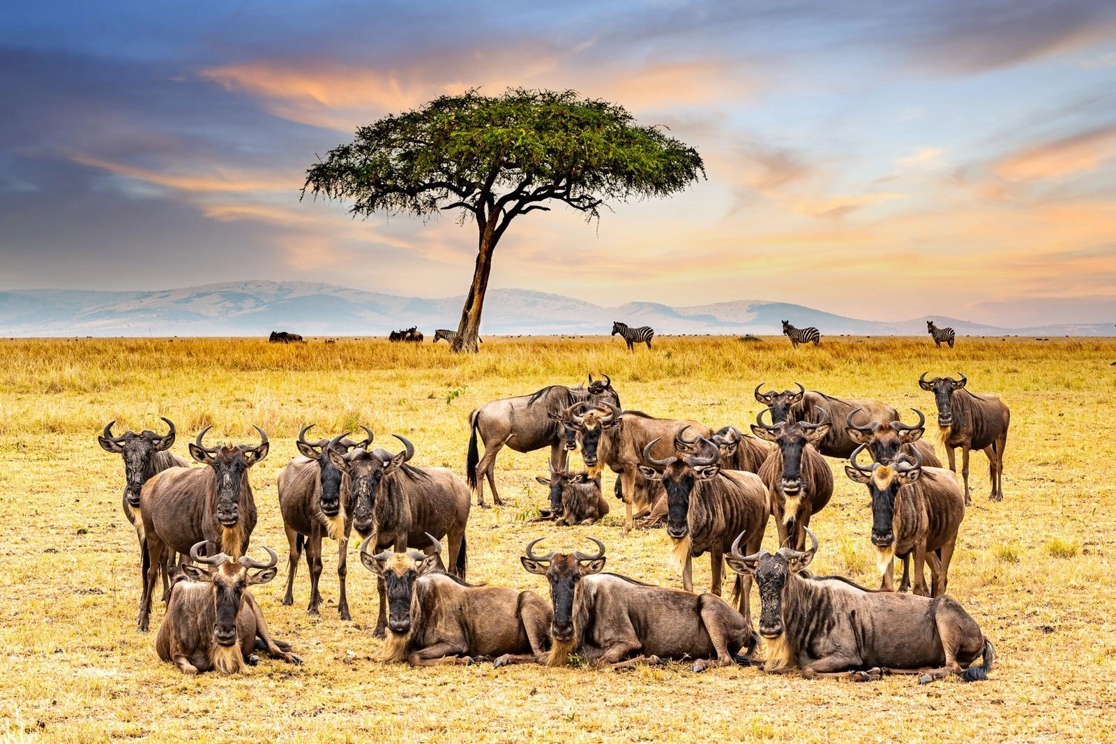 4 Days Kenya Masai Mara Budget Safari