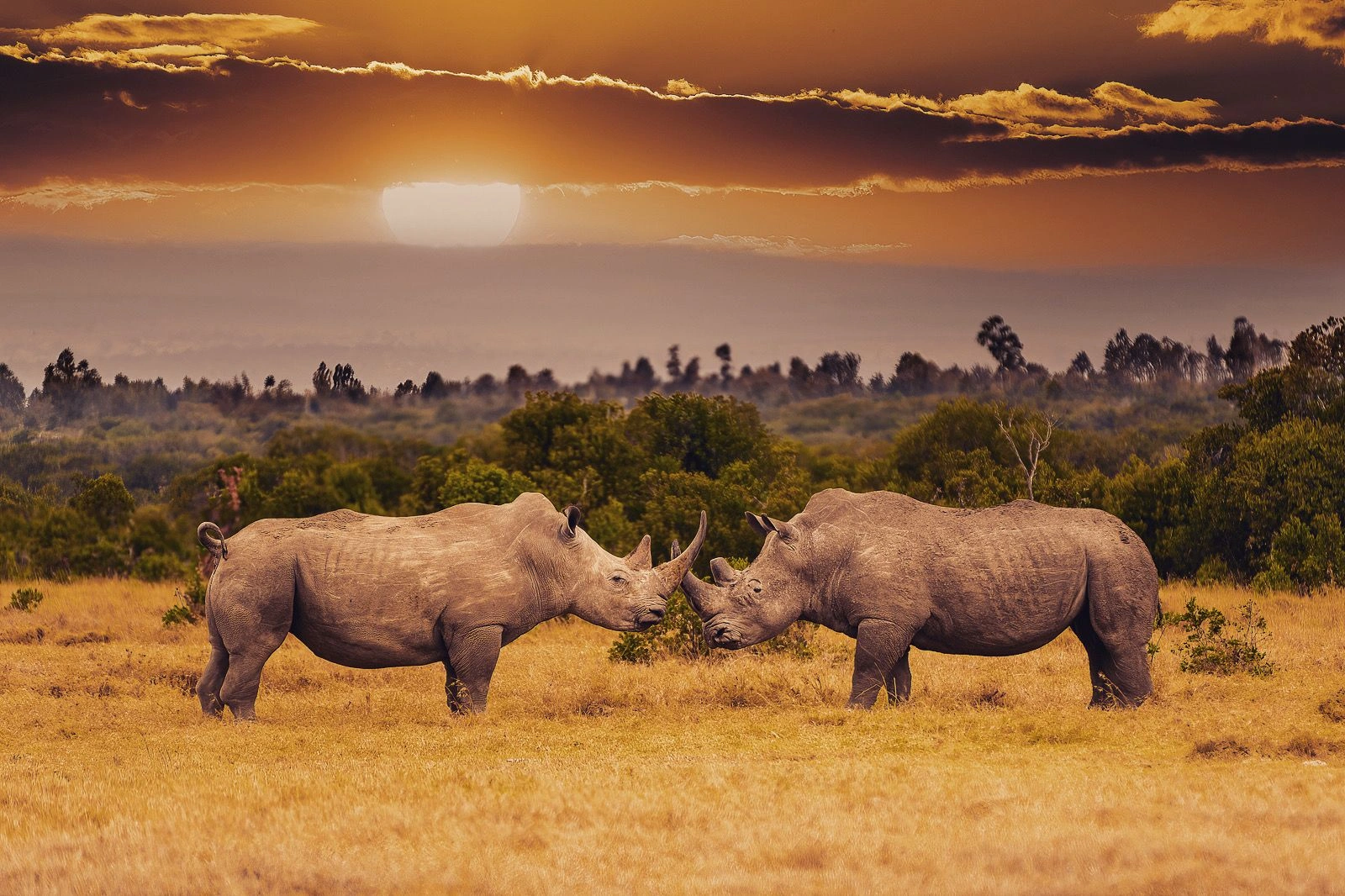 4 Days Kenya Masai Mara Budget Safari