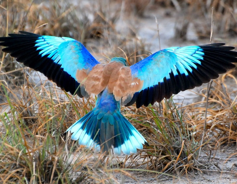 11 Days Kenya Bird-Watching Safari