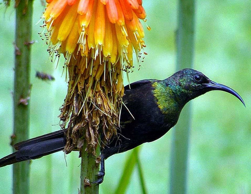 22 Days Kenya Bird-Watching Safari
