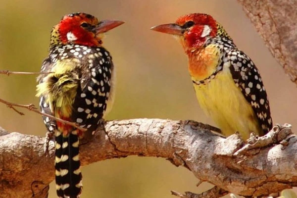 22 Days Kenya Bird-Watching Safari