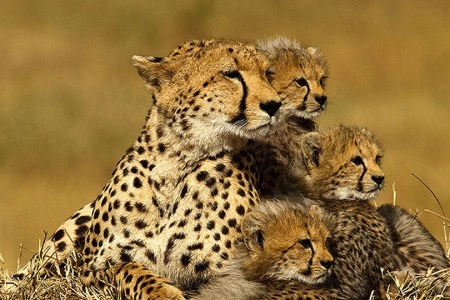 7 Days Cheetah Kenya Safari