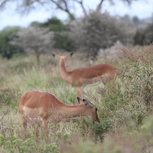 6 Days Kenya Safari Kongoni