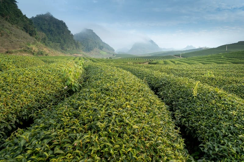 7 Days Kenya Agricultural Tour Option