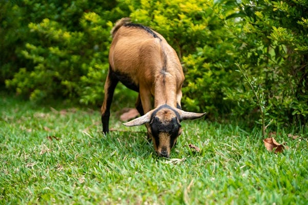 7 Days Kenya Agricultural Tour Option