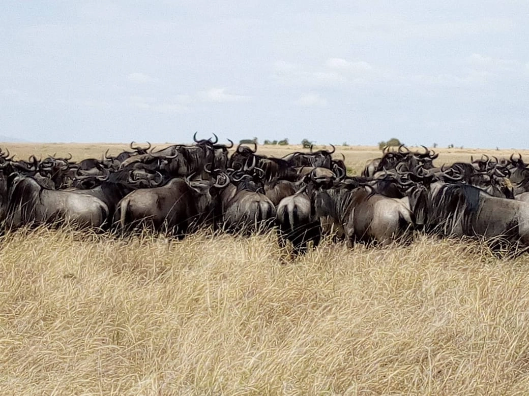 Highlights of Tanzania