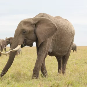 Ngorongoro Extension (2 Nights)