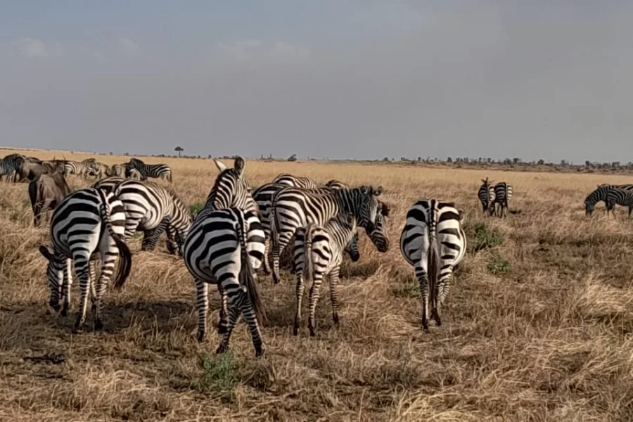 Safari Sabuk (8 Days)