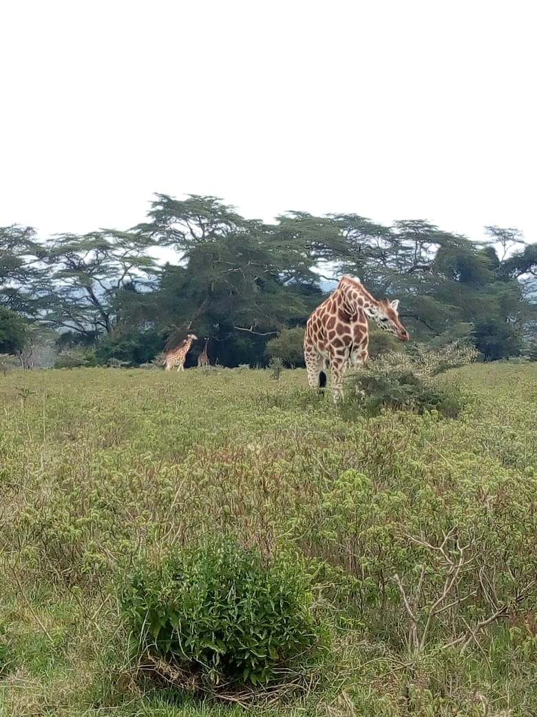 Safari Shompole (7 Days)