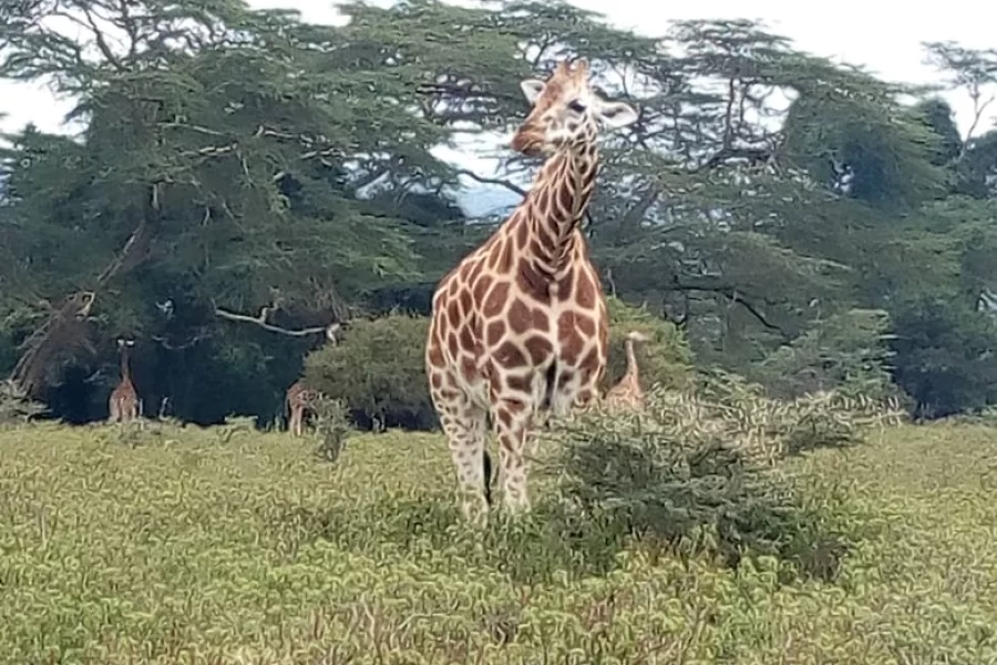 Safari Elsa (9 Days)