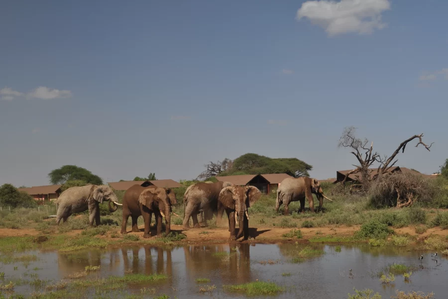 Safari Shaba (9 Days)