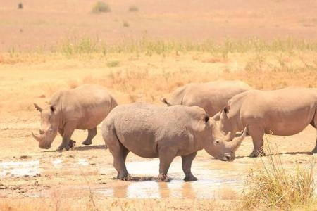 8 Days Samburu, Lake Baringo,& Maasai Mara Safari