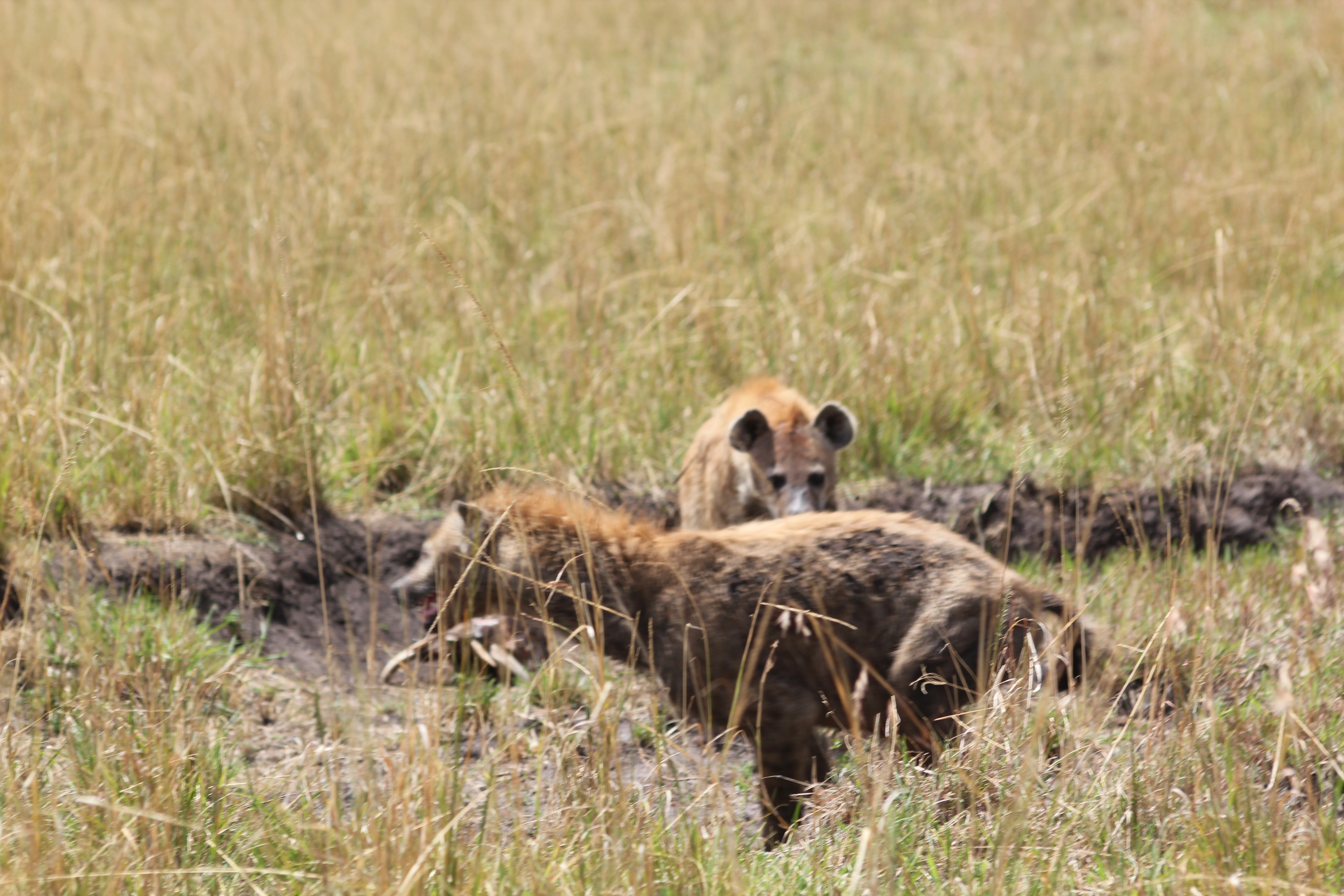 Zambia And Botswana Safari