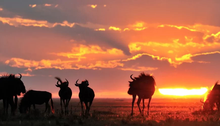 Liuwa Plain National Park image 5