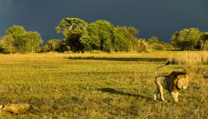 Kafue National Park image 5