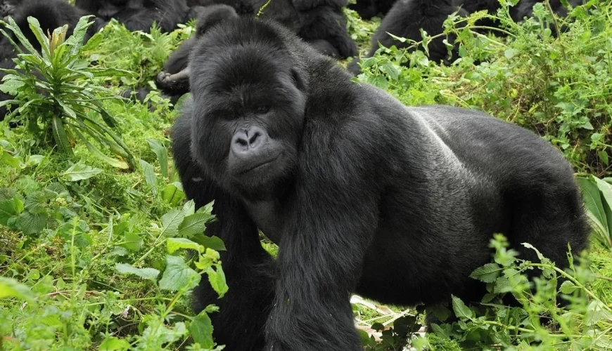 Mgahinga National Park