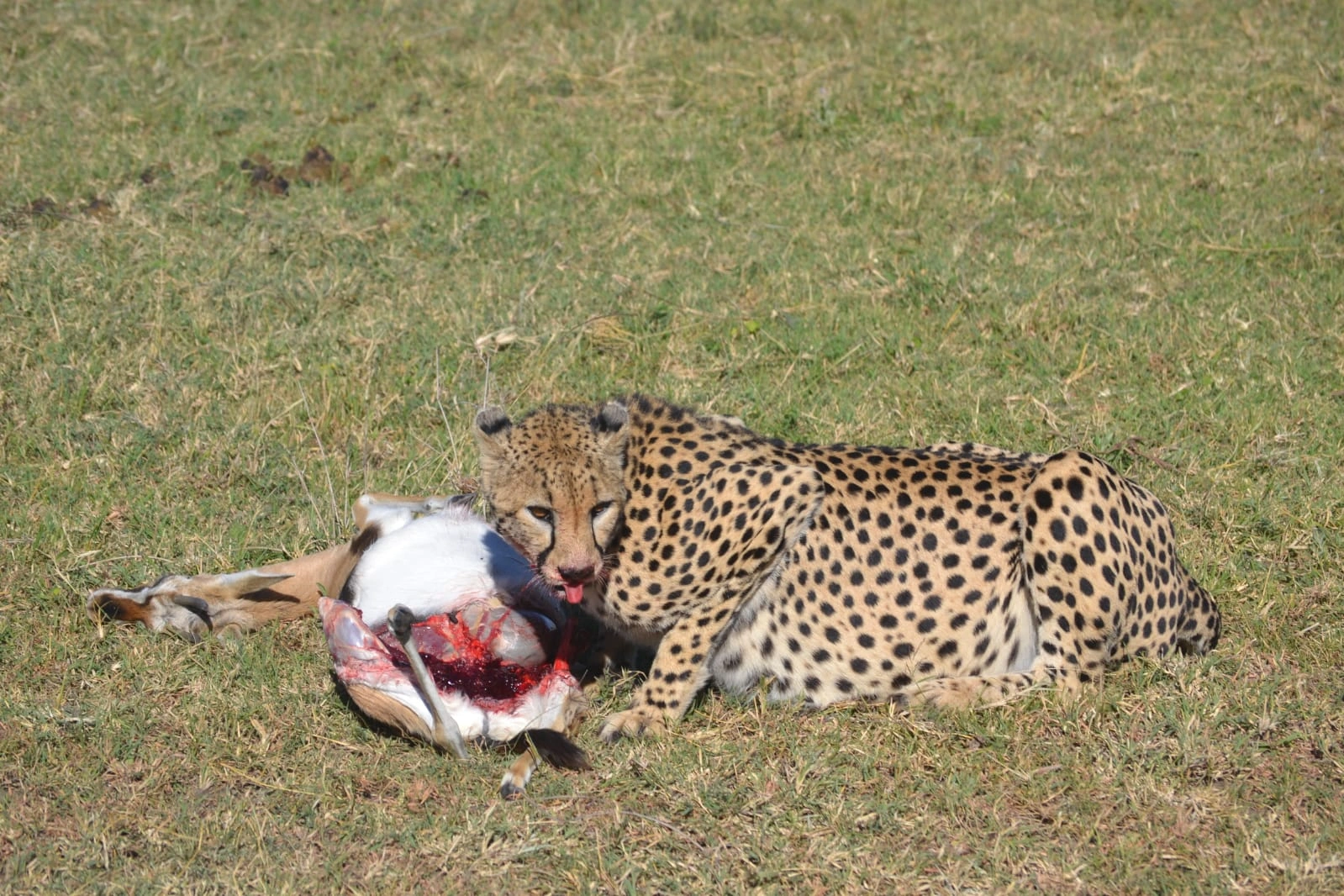 9 Days Kenya Family Holidays Safari